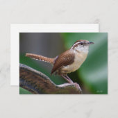 Bird-Wren-Karten Natureinweis Dankeskarte (Vorne/Hinten)