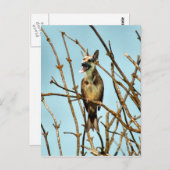 Birdagw Postkarte (Vorne/Hinten)