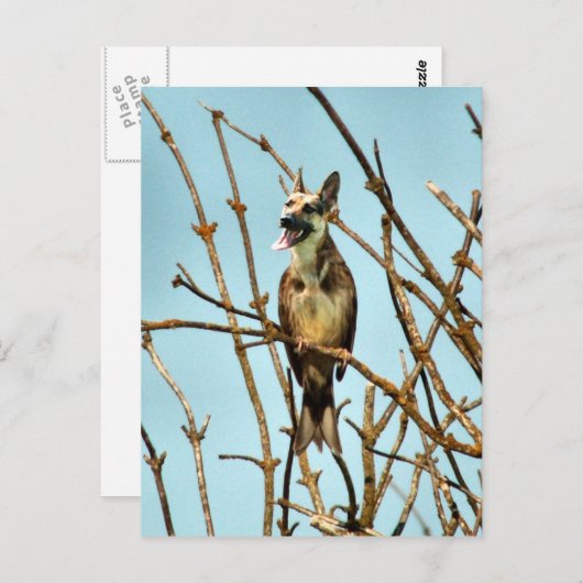 Birdagw Postkarte (Vorne/Hinten)