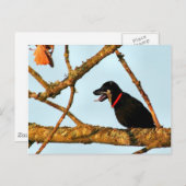 Birdagw Postkarte (Vorne/Hinten)