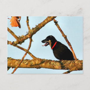 Birdagw Postkarte