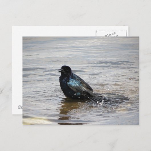 Birdbath Postcard Postkarte (Vorne/Hinten)