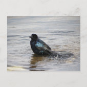 Birdbath Postcard Postkarte (Vorderseite)