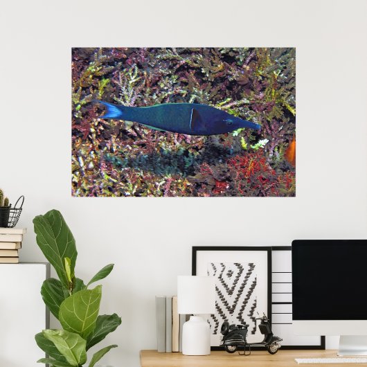 Birdhead Wrasse Poster (Heimbüro)