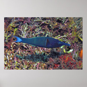 Birdhead Wrasse Poster