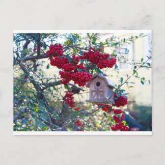Birdhouse und Rote Beeren Postkarte