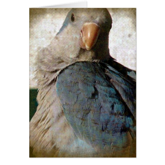 Birdie (Vorne)