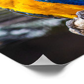 Birdie Farben Blau Poster (Ecke)
