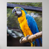 Birdie Farben Blau Poster (Vorne)