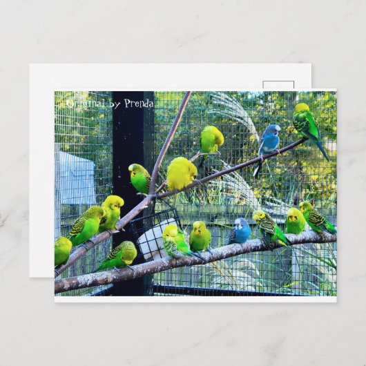 Birdies Postkarte (Vorne/Hinten)