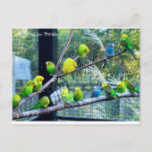 Birdies Postkarte (Vorderseite)