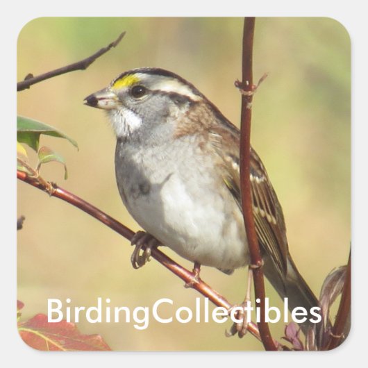 BirdingCollectibles Stickers (Vorderseite)