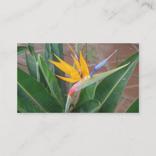 birdofparadise Visitenkarten Visitenkarte (Vorderseite)