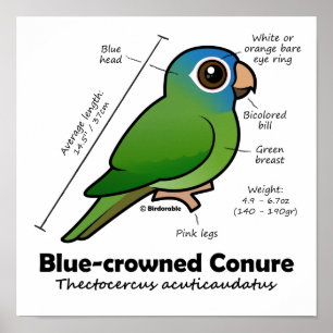 Birdorable Blue-Crowned Conure Statistics Poster