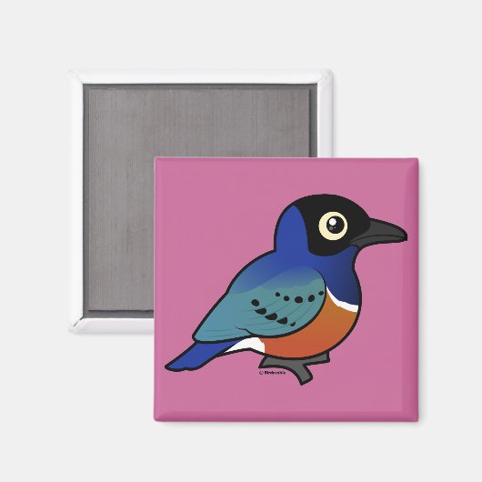 Birdorable Superb Starling Magnet (Vorderseite/Rückseite)