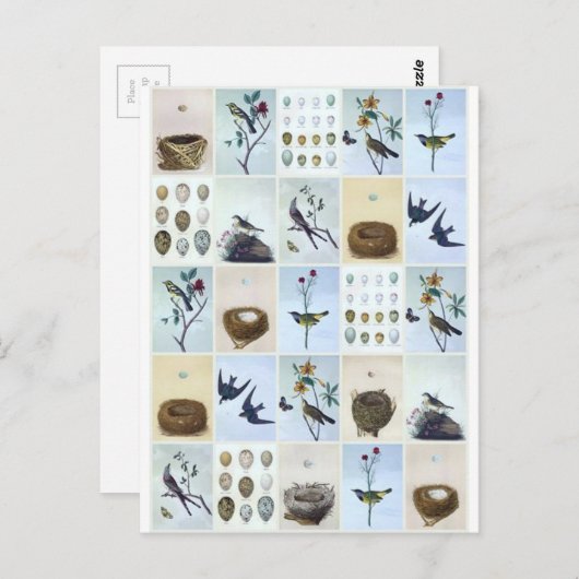 Birds and Nests Postkarte (Vorne/Hinten)