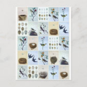 Birds and Nests Postkarte (Vorderseite)
