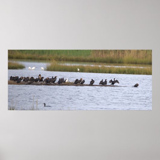 Birds at the Refuge Poster (Vorne)