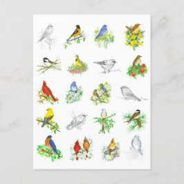 Birds Bluebird Kardinal Chickadee Ornithology Art Postkarte