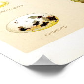 Birds Eggs Vintage Poster (Ecke)