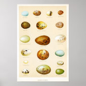 Birds Eggs Vintage Poster (Vorne)