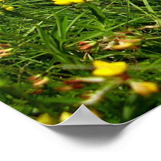 Birds-Fuß-Trefoil Poster (Ecke)