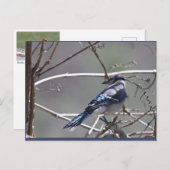 Birds im Shenandoah-Tal: Blauer Jay/Kardinal/Sparr Postkarte (Vorne/Hinten)