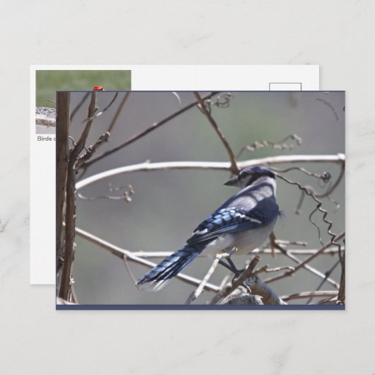 Birds im Shenandoah-Tal: Blauer Jay/Kardinal/Sparr Postkarte (Vorne/Hinten)