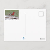 Birds im Shenandoah-Tal: Blauer Jay/Kardinal/Sparr Postkarte (Rückseite)