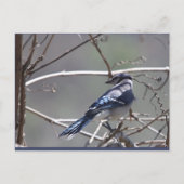 Birds im Shenandoah-Tal: Blauer Jay/Kardinal/Sparr Postkarte (Vorderseite)