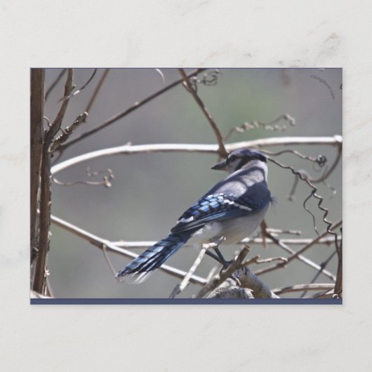 Birds im Shenandoah-Tal: Blauer Jay/Kardinal/Sparr Postkarte (Vorderseite)