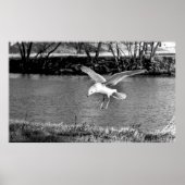 Birds in flight  poster (Vorne)