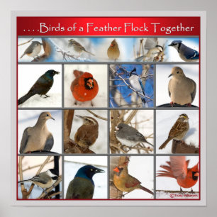 Birds of a Feather (PLAKAT) Poster