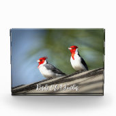 Birds of A Feather Red Crested Cardinals Hawaii Fotoblock (Vorderseite)