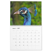 Birds- of a Featherpfau-Kalender Kalender (Mär 2027)