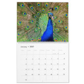 Birds- of a Featherpfau-Kalender Kalender (Jan 2027)