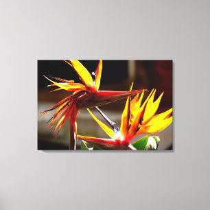 Birds of Paradise Flower from Mexico Leinwanddruck