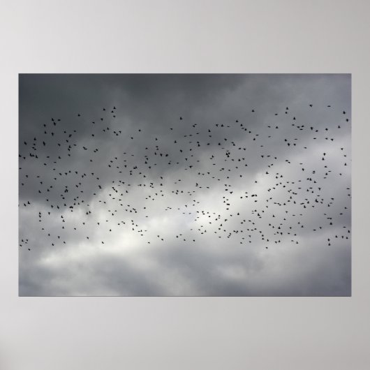 Birds Poster (Vorne)