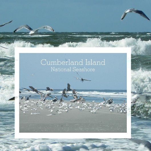 Birds Surf, Cumberland Island National Seashore, Postkarte