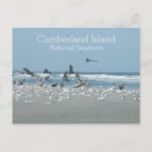 Birds Surf, Cumberland Island National Seashore, Postkarte (Vorderseite)