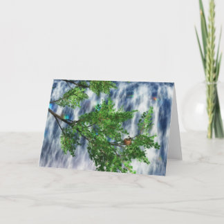 Birdsnest Falls Card Karte