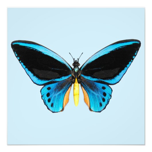 Birdwing Butterfly Fotodruck (Vorne)