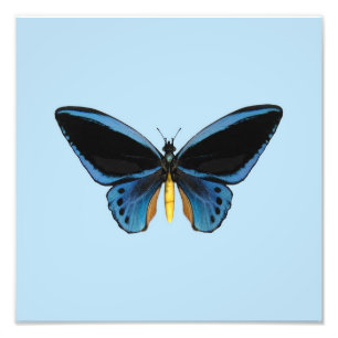 Birdwing Butterfly Fotodruck