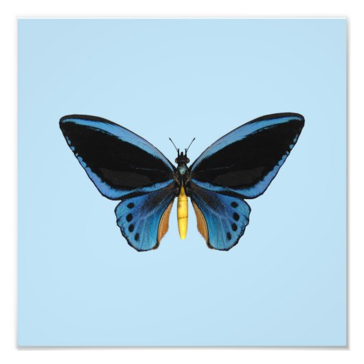 Birdwing Butterfly Fotodruck (Vorne)