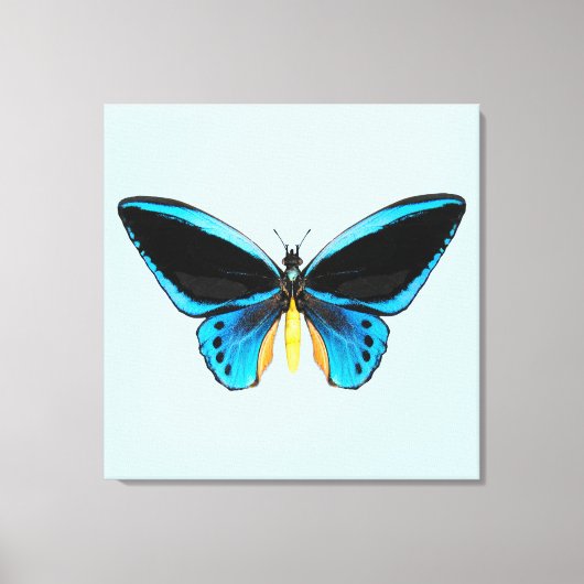 Birdwing Butterfly Leinwanddruck (Vorderseite)