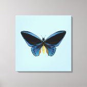 Birdwing Butterfly Leinwanddruck (Vorderseite)