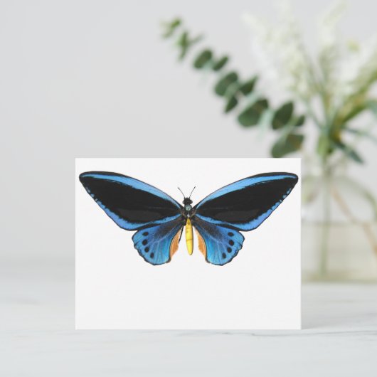 Birdwing Butterfly Postkarte (Stehend Vorderseite)