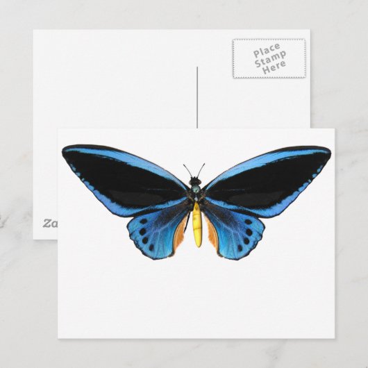 Birdwing Butterfly Postkarte (Vorne/Hinten)