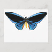 Birdwing Butterfly Postkarte (Vorderseite)