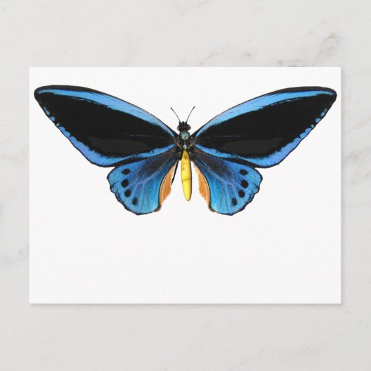 Birdwing Butterfly Postkarte (Vorderseite)